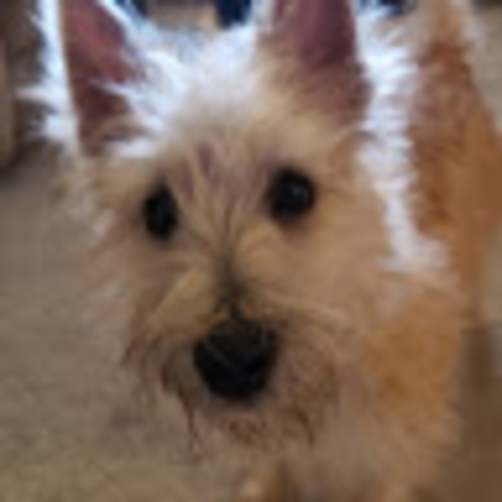 Meet your Posher, Lynell